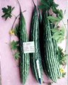 bitter-gourd-f1-2003