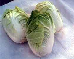 Chinese Cabbage' Guide