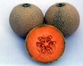 Melon- M4501