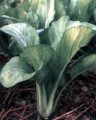 big-leaves/