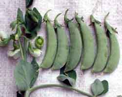 Peas - No. 1