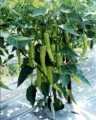 chili-pepper-192
