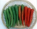 chili-pepper-4651
