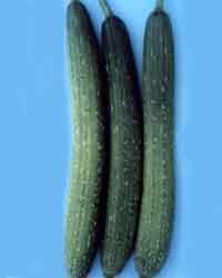 Ridge Gourd - Smooth Loofha 