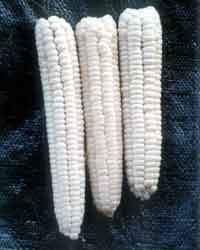Glutinous White 8