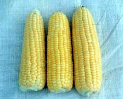 Super Sweet Corn