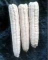 glutinous-white-8