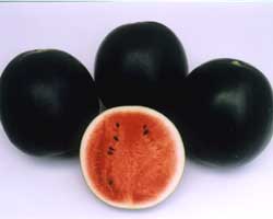 Watermelon - Somboon 146 