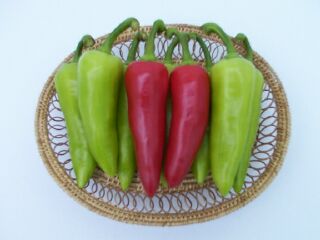 Pepper - PE 195