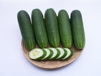 Cucumber - CU 4308
