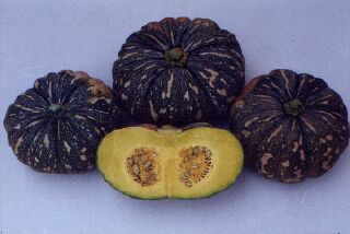 Squash - SQ 4402