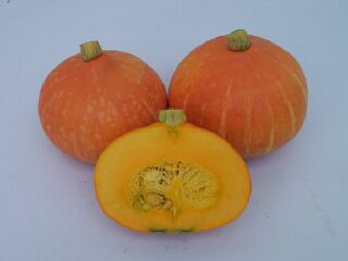 Squash - SQ 4403