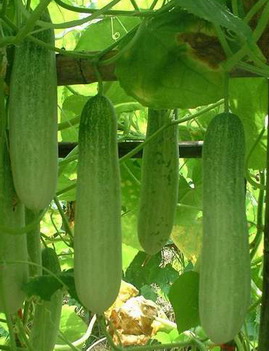 Cucumber - CU 115