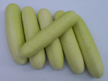 Cucumber - CU 4309