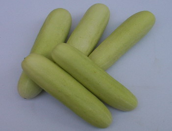 Cucumber - CU 4310