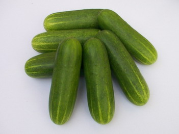 Cucumber - CU 4311
