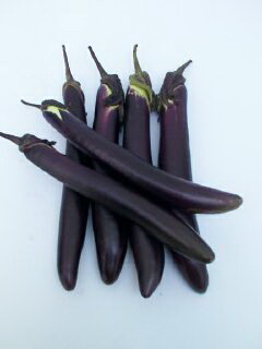 Eggplant - EG 4681
