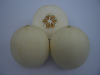 Melon - M 4504
