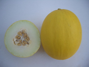 Melon - M4505