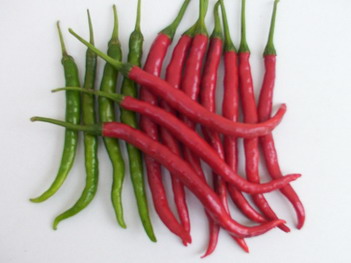 PE 4653 Pepper - PE 4653