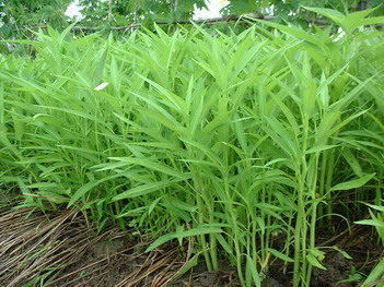 Pai Keaw Water Convolvulus – Pai Keaw