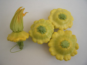 Squash - SQ 4401
