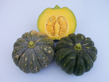Squash - SQ 4404 Squash - SQ 4404