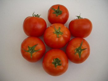 Tomato - TO 161