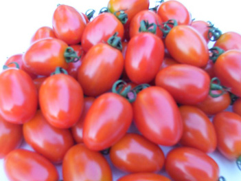 Tomato - TO 169