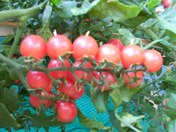 Tomato - TO 170