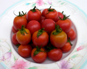 Tomato - TO 4720