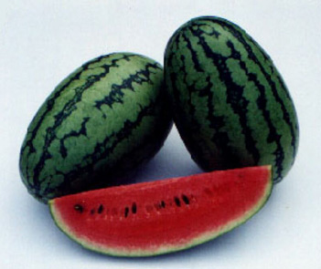 Watermelon - WM 155 Dala