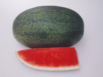 Watermelon - WM 4114 Watermelon - WM 4114