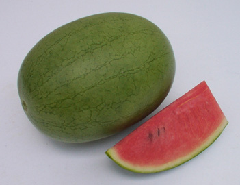 Watermelon - WM 4116 Watermelon - WM 4116