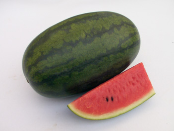 Watermelon - WM 4119 Watermelon - WM 4119 Commando