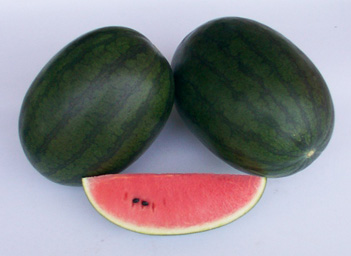 Watermelon - WM 4120 Swaat