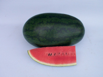 Watermelon - WM 4121 Seal