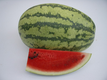 Watermelon - WM 4122 Watermelon - WM 4122