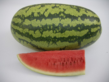 Watermelon - WM 4124 Watermelon - WM 4124