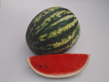 Watermelon - WM 4127 Watermelon - WM 4127 Salvo
