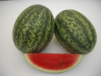 Watermelon - WM 4135 Watermelon - WM 4135