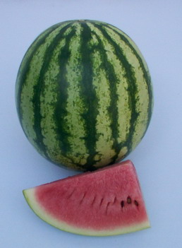 Watermelon - WM 4137