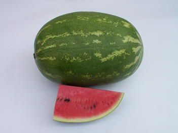 Watermelon - WM 4138 Watermelon - WM 4138