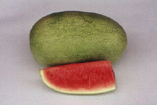 Watermelon - WM 211 Watermelon - WM 211