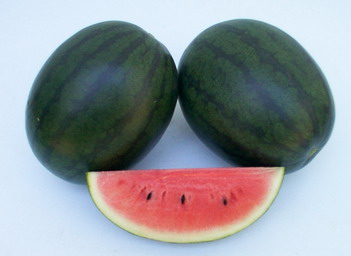 Watermelon - WM 4134 Watermelon - WM 4134