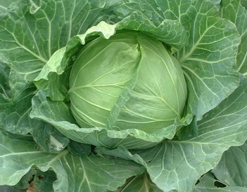 Evergreen Cabbage - Evergreen