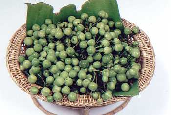 Puang Yok