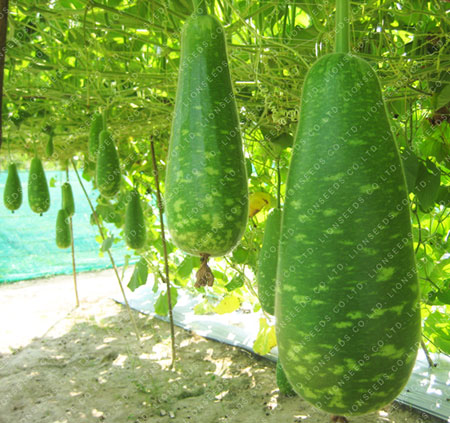 Types Of Gourds Chart