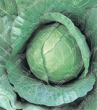 Cabbage - Copenhagen Market 75 days
