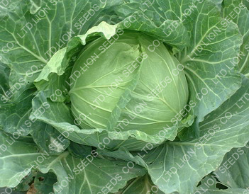 Cabbage Tropicana F1